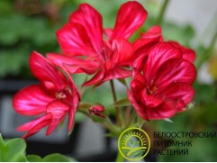 Пеларгония плющелистная "Sunflair Lollipop Chris red" (Контейнер 1,5л.)