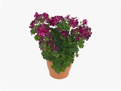 Пеларгония плющелистная "Toscana Villetta Burgundy White" (Контейнер 1,5л)