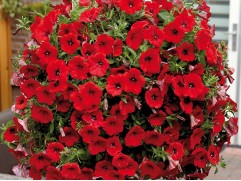 Петуния ампельная "Helena Ruby Red" (Контейнер 1,0л)