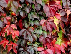 Девичий виноград пятилисточковый (Контейнер 0,5л.)