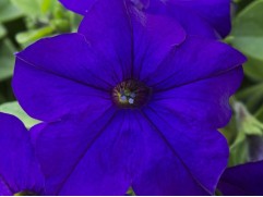 Петуния ампельная "Lancelot Blue" (Контейнер 1,0л)