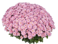 Хризантема мультифлора "Flair Pink" (Контейнер 3,0л.)