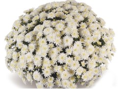 Хризантема мультифлора "Bliss White" (Контейнер 3,0л)