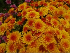 Хризантема мультифлора "Bransugar" (Контейнер 3,0л)