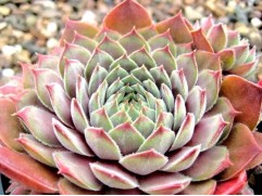 Молодило паутинистое "Rosa Madchen" (Контейнер 1,0 л.)