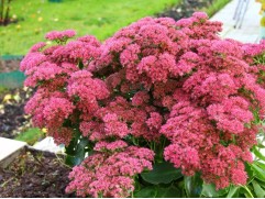 Очиток видный "Brilliant"  (Контейнер 1.5 л)