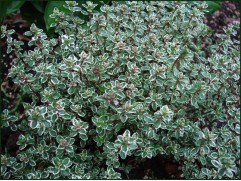 Тимьян лимоннопахнущий "Silver Queen" (Контейнер 1,0л.)