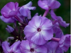 Флокс метельчатый "Blue Boy" (Контейнер 1,0л.)