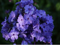 Флокс метельчатый "Blue Paradise" (Контейнер 1,0л)