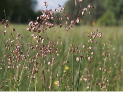 Трясунка средняя "Briza media" (Контейнер 1,5л.)