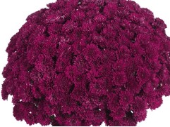Хризантема мультифлора "Aduro Purple" (Контейнер 3.0 л)