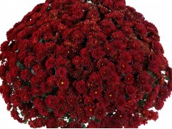 Хризантема мультифлора "Chrysanthemum Seaside Red" (Контейнер 3,0л)