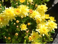 Хризантема мультифлора "Gigi Gold" (Контейнер 3,0л)