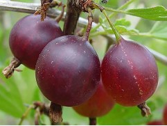 Крыжовник "Черносливовый"  (Контейнер 2,0л)