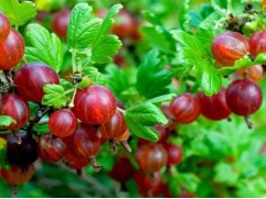 Крыжовник "Белорусский красный"  (Контейнер 2,0л)