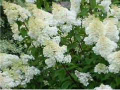 Гортензия метельчатая "Dentelle de Gorron" HM (Контейнер 0,5л)