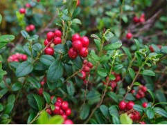 Клюква крупноплодная "Стивенс" черенок