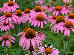 Эхинацея пурпурная "Rubinstern" (Контейнер 2,0л)