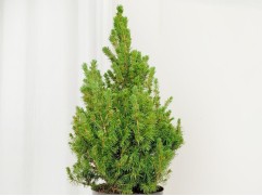 Ель канадская "Conica December" (Контейнер 2.0л)