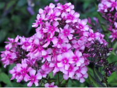 Флокс метельчатый "Miss Elie" (Контейнер 2,0л)