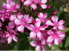 Флокс метельчатый "Miss Elie" (Контейнер 2,0л)