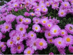 Астра ново-бельгийская "Pride of Carlow" (Контейнер 2,0л)