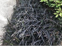 Офиопогон плоскострелый "Nigrescens" (Контейнер 2,0л)