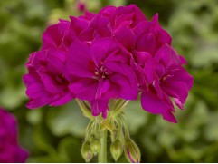 Пеларгония зональная "Castello Lea Violet" (Контейнер 1,5л)