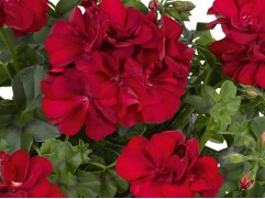 Пеларгония плющелистная "Medio Karolina" (Контейнер 1,5л) Пеларгония плющелистная "Medio Karolina" (Контейнер 1,5л)