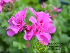 Пеларгония плющелистная "Moonflair Amethyst" (Контейнер 1,5л)