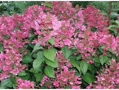 Гортензия метельчатая "Early Sensation" (Контейнер 0,5л)