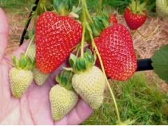 Земляника крупноплодная ремонтантная "Capri" (Контейнер 0,5л)