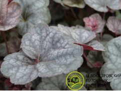 Гейхера гибридная "Silver Scrolls" (Контейнер 2,0л)