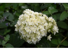 Гортензия древовидная "Hayes Starburst" (Контейнер 2.0)