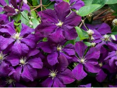 Клематис "Etoile Violette", Viticella, 3-группа  (Контейнер 1.5л)