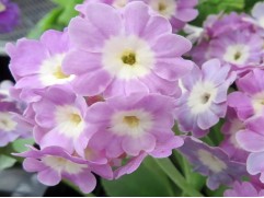 Примула ушковая "Bartl" (Контейнер 2,0 л)