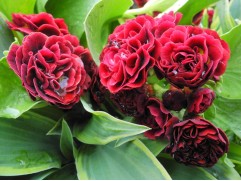 Примула ушковая "Crimson Glow" (Контейнер 2.0 л)