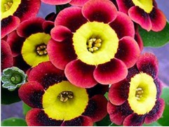 Примула ушковая "Ted Robert" (Контейнер 2,0 л)