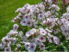 Флокс метельчатый "Mike's Favourite"  (Контейнер 2,0 л)