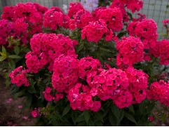 Флокс метельчатый "Киев Праздничный"  (Контейнер 2,0 л)