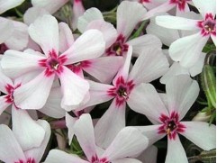 Флокс шиловидный "Apple Blossom" (Контейнер 2,0 л)