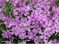 Флокс шиловидный "Lindental"  (Контейнер 2,0 л)