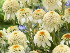 Эхинацея пурпурная "Milkshake" (Контейнер 2,0 л)