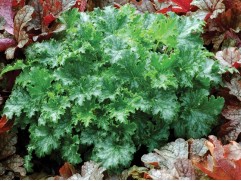 Гейхера гибридная  "Apple Crisp"  (Контейнер 2,0 л)