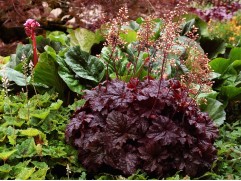 Гейхера гибридная  "Cajun Fire"  (Контейнер 2,0 л)