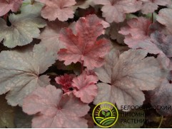 Гейхера гибридная "Cherry Cola" (Контейнер 2,0 л)