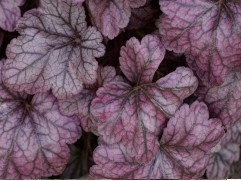 Гейхера гибридная  "Frosted Violet"  (Контейнер 2,0 л)