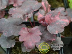 Гейхера гибридная "Galaxy" (Контейнер 2,0 л)