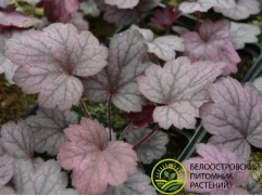 Гейхера гибридная "Georgia Plum" (Контейнер 2,0 л)