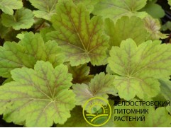 Гейхера гибридная "Electra" (Контейнер 2,0 л)